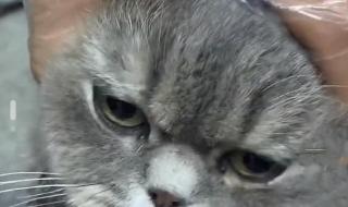 猫咪打哈欠下巴脱臼