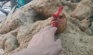 男子游泳被鸭子当成顺风船