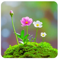 番茄炒蛋的做法视频（番茄炒蛋怎么做的视频）