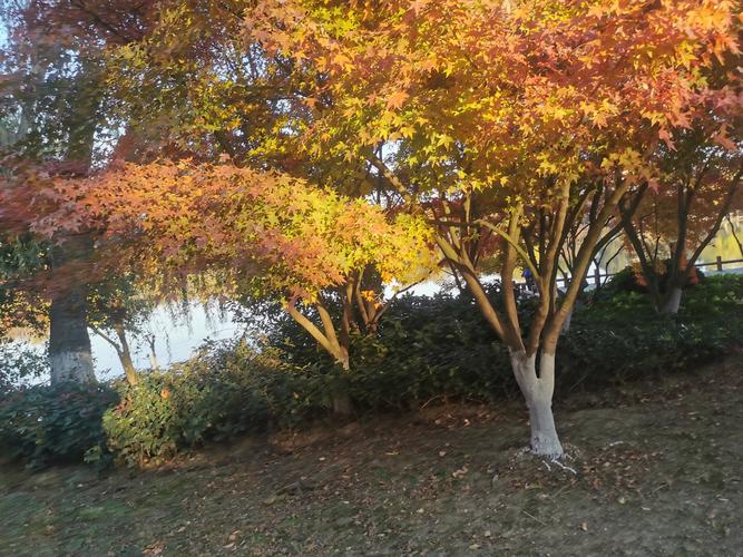 吴江市地图（吴江地图各镇全图）