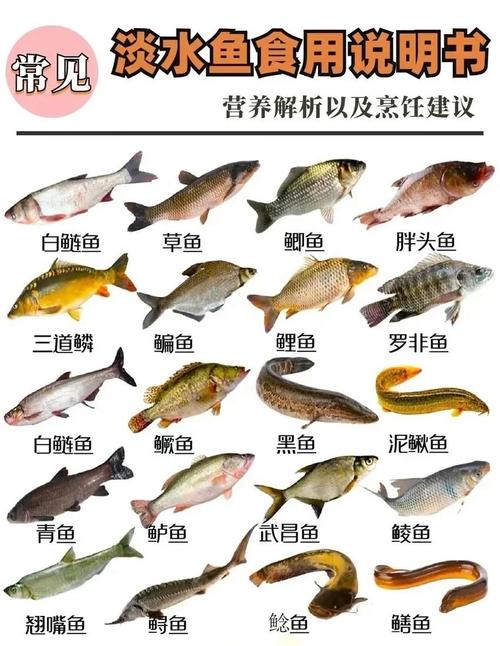 淡水鱼的做法（淡水鱼的做法大全）